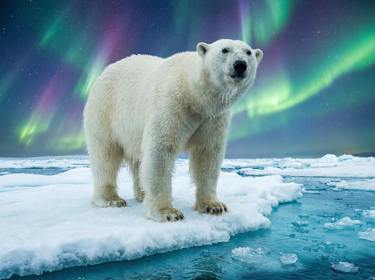 网红主播北极熊视频